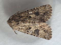 Anarta pugnax