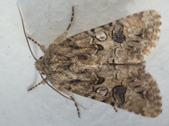 Anarta pugnax