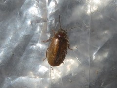 Contacyphon laevipennis