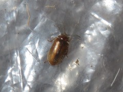 Contacyphon laevipennis