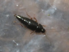 Tachinus rufipes