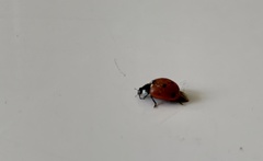 Coccinella septempunctata