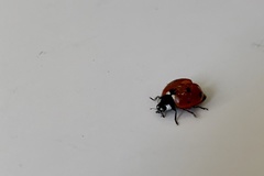 Coccinella septempunctata