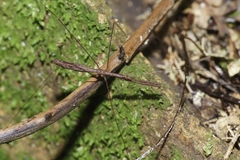 Ploiaria antipodum