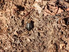 Macroscytus japonensis