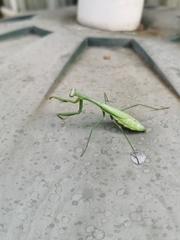 Pseudomantis albofimbriata