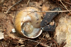 Nyctophila reichii