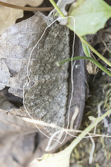 Dicrognophos sartata
