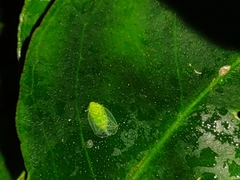 Kallitaxila granulata