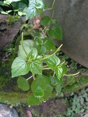 Peperomia pellucida