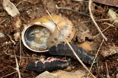 Nyctophila reichii