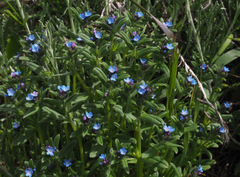 Buglossoides tenuiflora