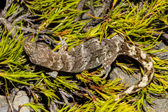 Woodworthia southern alps