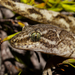 Southern Alps Gecko - Photo no rights reserved, uploaded by Carey-Knox-Southern-Scales
