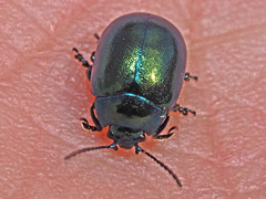 Chrysolina varians