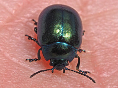 Chrysolina varians