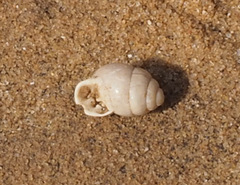 Euchondrus sulcidens