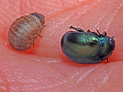 Chrysolina varians