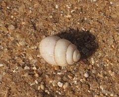 Euchondrus sulcidens