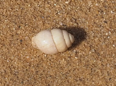 Euchondrus sulcidens