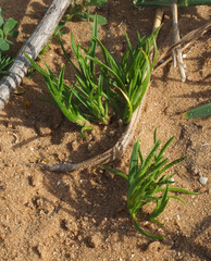 Parapholis marginata