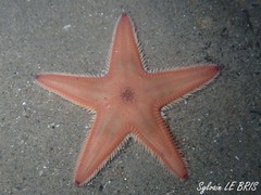 Astropecten irregularis
