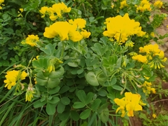 Coronilla valentina speciosa