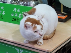 Felis catus