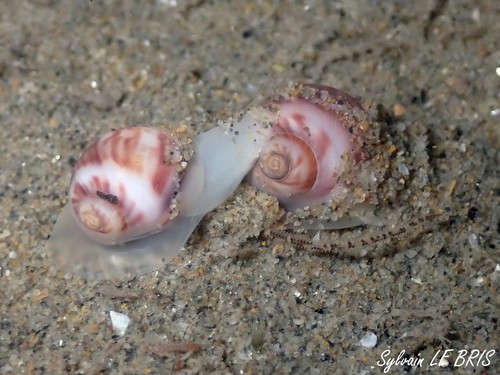 Representative image of Euspira macilenta