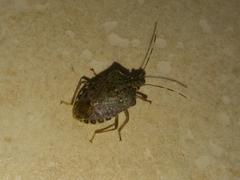 Halyomorpha halys