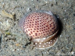 Naticarius stercusmuscarum