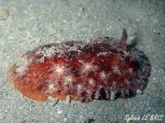 Geitodoris planata