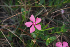 Catharanthus ovalis