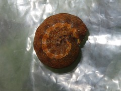 Noctua fimbriata