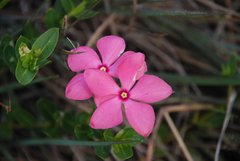 Catharanthus ovalis