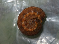 Noctua fimbriata