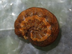 Noctua fimbriata