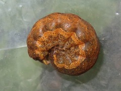 Noctua fimbriata