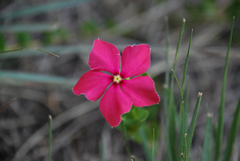 Catharanthus ovalis