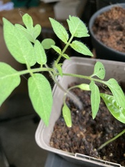 Solanum