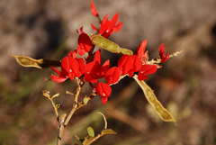 Pyranthus alasoa