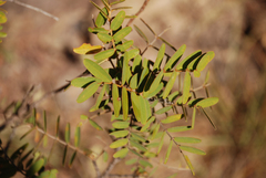 Pyranthus alasoa