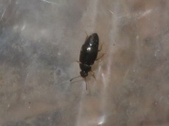 Proteinus brachypterus