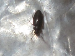 Proteinus brachypterus