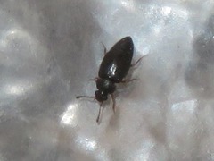 Proteinus brachypterus