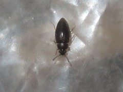 Proteinus brachypterus