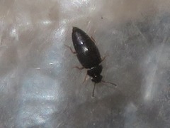 Proteinus brachypterus