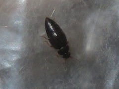 Proteinus brachypterus