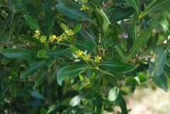 Psychotria isalensis