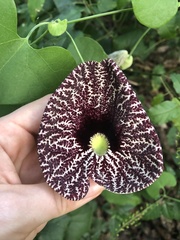 Aristolochia littoralis